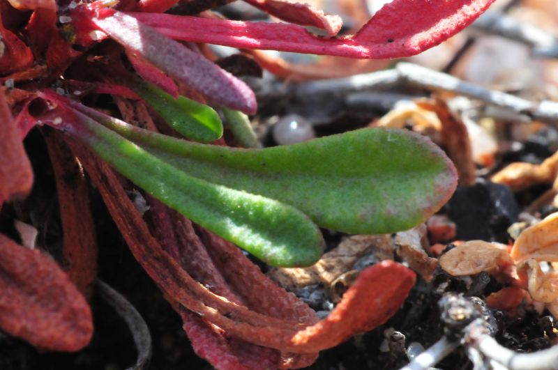 Limonium contortirameum